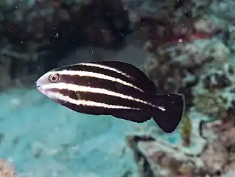 Juvenile