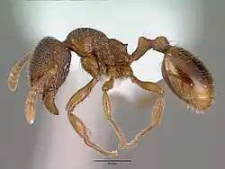 Stenamma debile worker, profile view