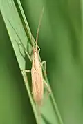 Stenodema laevigata