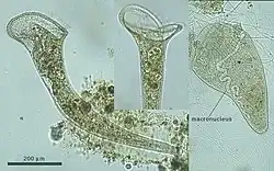 "Stentor roeselii"