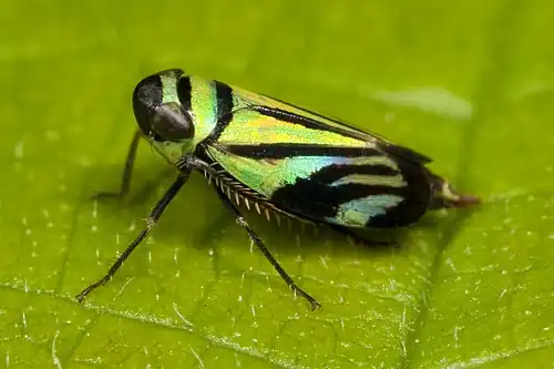 Stirellus bicolor (subfamily Deltocephalinae)