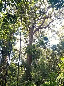 Trunk and canopy