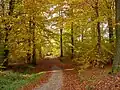 Autumn and leaf fall
