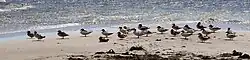 A flock resting in Ystad 2024.
