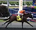 2012 winner, Strait of Dover