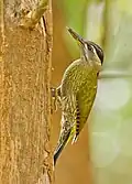 female at Nilambur in Kerala