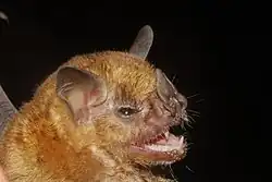 Brown bat