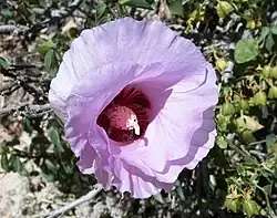 Stuart's desert rose