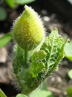 Flowerbud