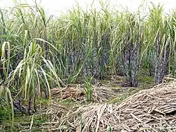 Image 12South Florida's climate is ideal for growing sugarcane. (from Geography of Florida)