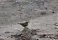 Vasai, Maharashtra, India