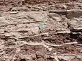 Summerville Formation with gypsum-filled cracks. U.S. quarter dollar (24&nbsp;mm) for scale