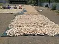 Sun-drying of sliced mangoes on pieces of cloth