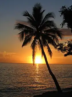 Image 14The palm is the symbol most associated with Caribbean identity. (from Culture of the Caribbean)