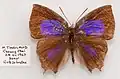 Male, upperside from northern Thailand