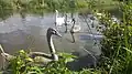 Swans on the canal