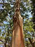 Shedding bark