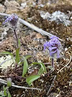 Photo of pygmy aster (Symphyotrichum pygmaeum) growing in a moss and lichen substrate (tundra) that is mostly brown; the flower rays are purple and the leaves are green; the short stems are very hairy; refer to caption for location