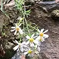 S. welshii photographed 4 October 2018, southwestern Utah, US.
