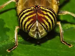 Male eyes (Close-up)