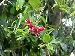 Ripe fruit