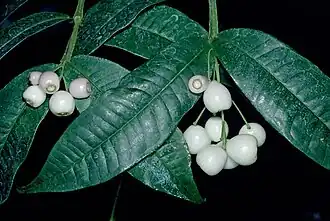 Fruit