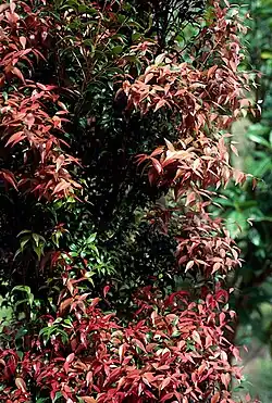 New foliage