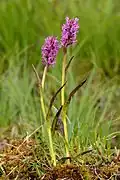Dactylorhiza incarnata subsp. cruenta
