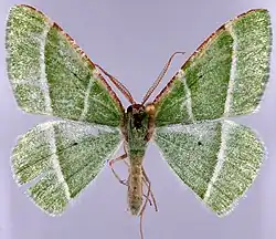 Example specimen.