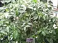 Habit of T.&nbsp;divaricata