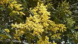 Tachigali densiflora plant with bright yellow flowers