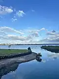 Black swans at Tahuna Torea