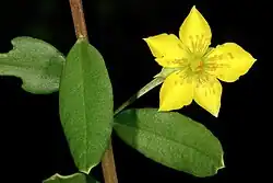 Talinum caffrum