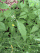 Lactuca canadensis, Canada lettuce, Peninsula State Park