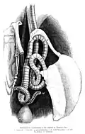 Looping trachea of the yellow-billed stork