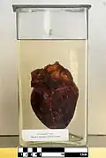 South American tapir heart (Tapirus terrestris)