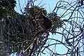 Goodfellow's tree-kangaroo