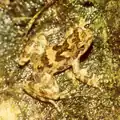 Image 6Eungella torrent frog Taudactylus eungellensis Myobatrachidae Australia (from Torrent frog)