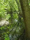 Teaneck Creek in 2005