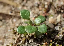 Seedling