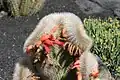 Crested Plant