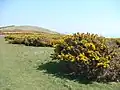 Shrubbery of Tennyson Down