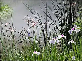 Terra Botanica