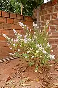 Overview of Tetradenia riparia in cultivation in a garden