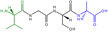 A polypeptide with four amino acids linked together. At the left is the N-terminus, with its amino (H2N) group in green. The blue C-terminus, with its carboxyl group (CO2H) is at the right.