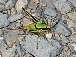 Female, dorsal view