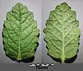 Leaf