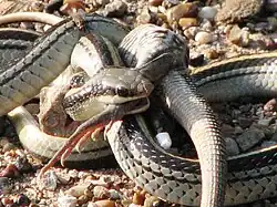 Eating a lizard