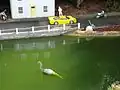 The Stig and the Loch Ness Monster