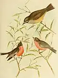 Buff-sided robin (Poecilodryas cerviniventris) illustration from Gould's Birds of Australia (1890)